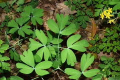Gymnospermium kiangnanensis