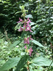 Stachys tenuifolia