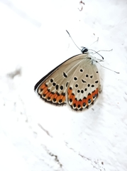 Plebejus melissa