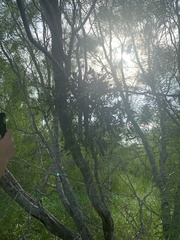 Phoradendron leucarpum