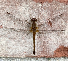 Sympetrum vicinum
