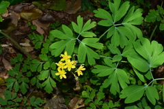 Gymnospermium kiangnanensis