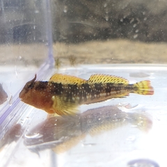 Coryphoblennius galerita