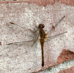 Sympetrum vicinum