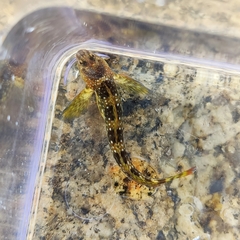 Coryphoblennius galerita