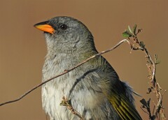 Embernagra platensis