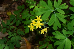 Gymnospermium kiangnanensis