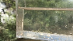 Caridina gracilirostris