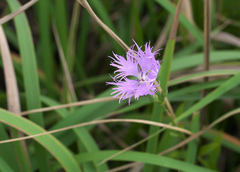 Dianthus longicalyx