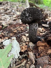 Strobilomyces
