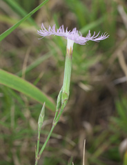 Dianthus longicalyx