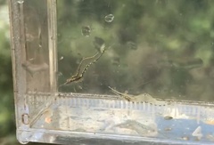 Caridina gracilirostris