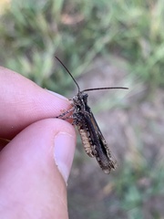 Psinidia fenestralis