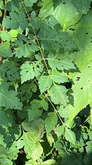 Koelreuteria paniculata