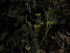 Arnoglossum atriplicifolium