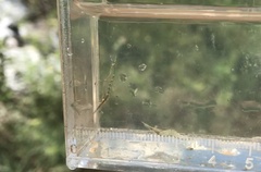 Caridina gracilirostris
