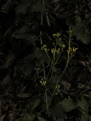 Arnoglossum atriplicifolium