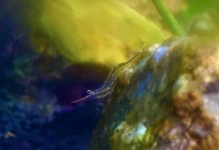 Caridina gracilirostris