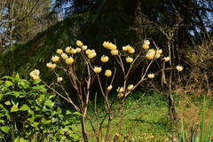Edgeworthia chrysantha