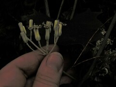 Arnoglossum atriplicifolium