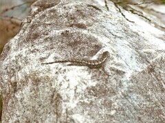 Sceloporus undulatus