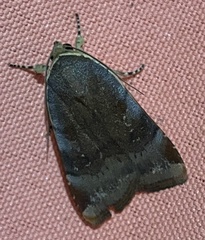 Noctua janthina