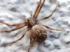 Philodromus aureolus