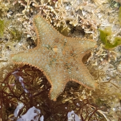 Asterina gibbosa