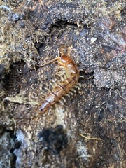 Lithobius variegatus