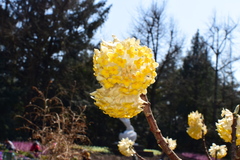 Edgeworthia chrysantha