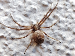 Philodromus aureolus