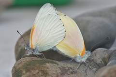 Mylothris rueppellii