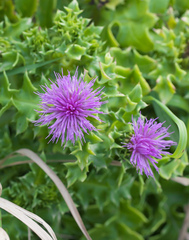 Cirsium maritimum