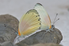 Mylothris rueppellii