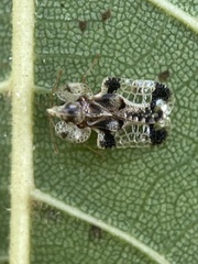 Corythucha juglandis