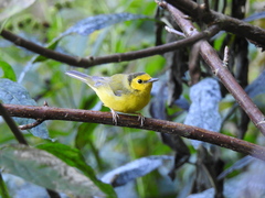 Setophaga citrina