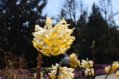 Edgeworthia chrysantha