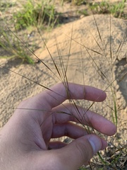 Aristida tuberculosa
