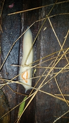 Triboniophorus graeffei