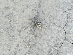 Dorcadion holosericeum