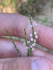 Polygonella articulata