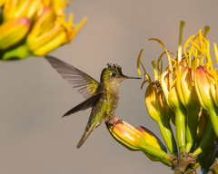 Sephanoides sephaniodes
