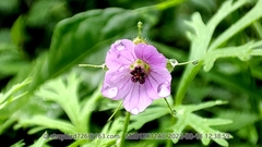 Erodium stephanianum
