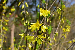 Forsythia viridissima