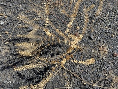 Lepidium perfoliatum