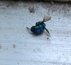 Chrysidoidea