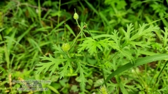Erodium stephanianum