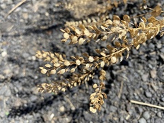 Lepidium perfoliatum