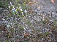 Gentianopsis virgata