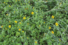 Melanthera prostrata